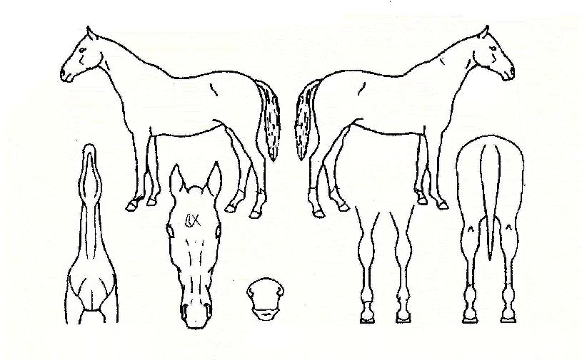 ���������� ����,���,�޸�,�λ�,�ٸ��� Ư¡����