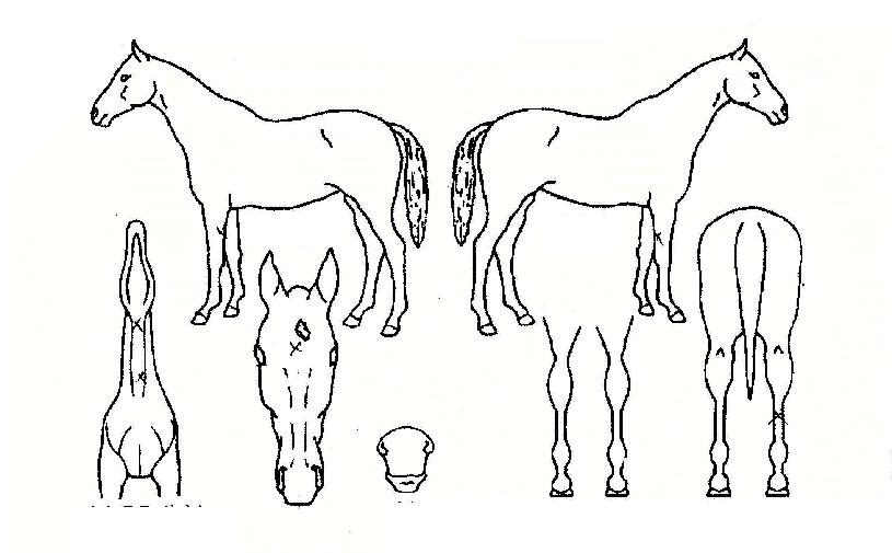 ����ȯȣ�� ����,���,�޸�,�λ�,�ٸ��� Ư¡����