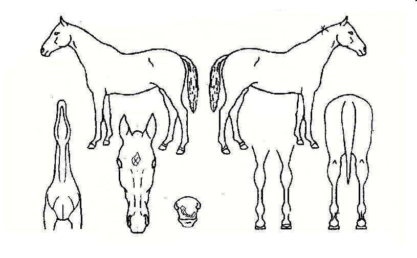 ¿ë¿Õ¼ºÀÇ Ãø¸é,¿ì¸é,µÞ¸é,µÎ»ó,´Ù¸®ÀÇ Æ¯Â¡µµÇØ