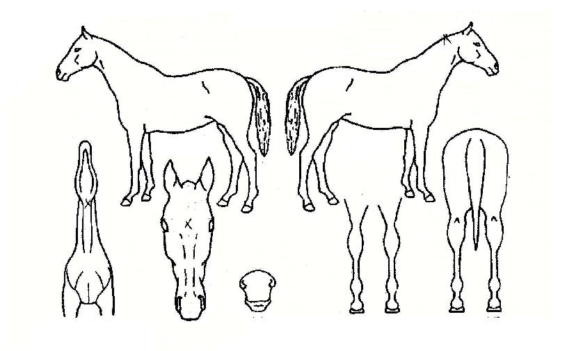 ����ȯȣ�� ����,���,�޸�,�λ�,�ٸ��� Ư¡����