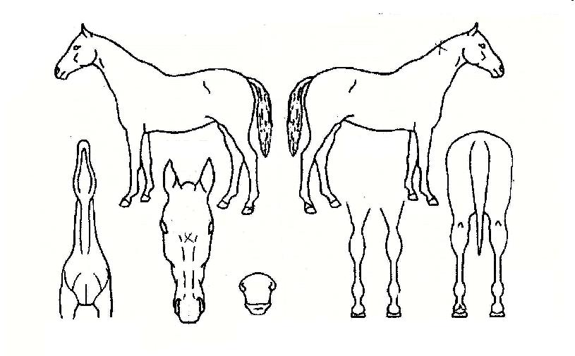 ¼¿ïÂù°¡ÀÇ Ãø¸é,¿ì¸é,µÞ¸é,µÎ»ó,´Ù¸®ÀÇ Æ¯Â¡µµÇØ