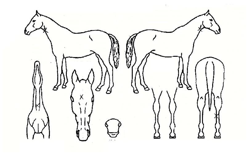 dz¿ùÁÖÀÇ Ãø¸é,¿ì¸é,µÞ¸é,µÎ»ó,´Ù¸®ÀÇ Æ¯Â¡µµÇØ