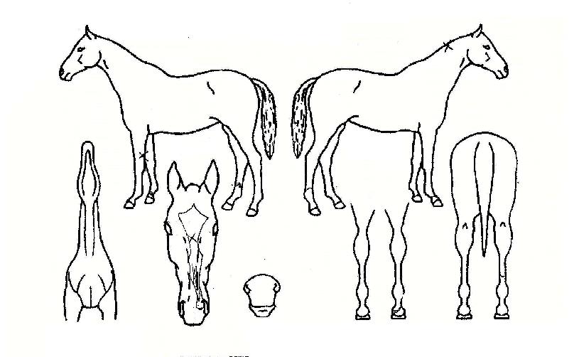 Ȳ���Ǽ����� ����,���,�޸�,�λ�,�ٸ��� Ư¡����