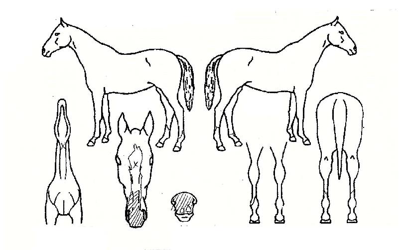 Å«±æÀÇ Ãø¸é,¿ì¸é,µÞ¸é,µÎ»ó,´Ù¸®ÀÇ Æ¯Â¡µµÇØ