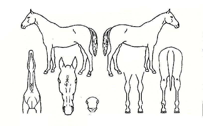 Ž¶ó¼º¿õÀÇ Ãø¸é,¿ì¸é,µÞ¸é,µÎ»ó,´Ù¸®ÀÇ Æ¯Â¡µµÇØ