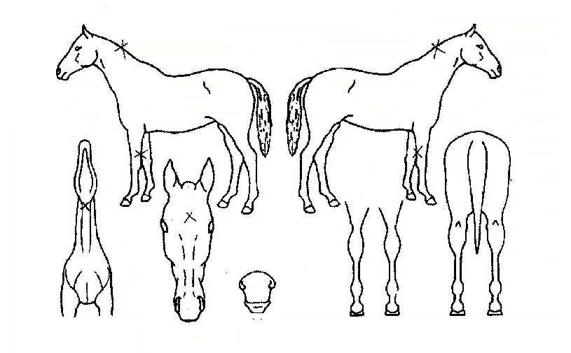 õ�ϰ����� ����,���,�޸�,�λ�,�ٸ��� Ư¡����