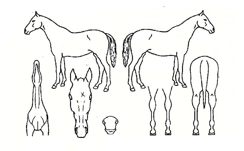 ±Øµ¿Àǹ̷¡ÀÇ Ãø¸é,¿ì¸é,µÞ¸é,µÎ»ó,´Ù¸®ÀÇ Æ¯Â¡µµÇØ