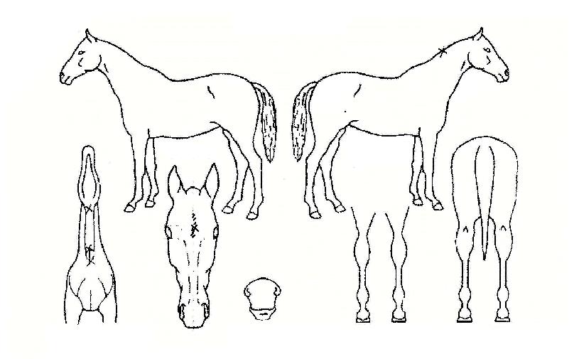 ¸®°É·ê·¯ÀÇ Ãø¸é,¿ì¸é,µÞ¸é,µÎ»ó,´Ù¸®ÀÇ Æ¯Â¡µµÇØ