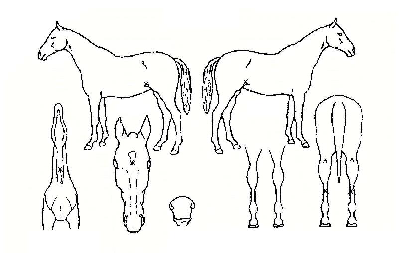 »þ¹æ»þ¹æÀÇ Ãø¸é,¿ì¸é,µÞ¸é,µÎ»ó,´Ù¸®ÀÇ Æ¯Â¡µµÇØ