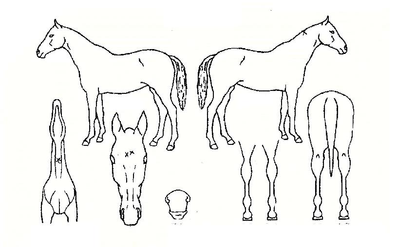 ¸®ÇÁÆ®ÀÇ Ãø¸é,¿ì¸é,µÞ¸é,µÎ»ó,´Ù¸®ÀÇ Æ¯Â¡µµÇØ