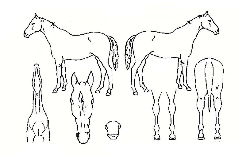 ´õÀèÀÇ Ãø¸é,¿ì¸é,µÞ¸é,µÎ»ó,´Ù¸®ÀÇ Æ¯Â¡µµÇØ