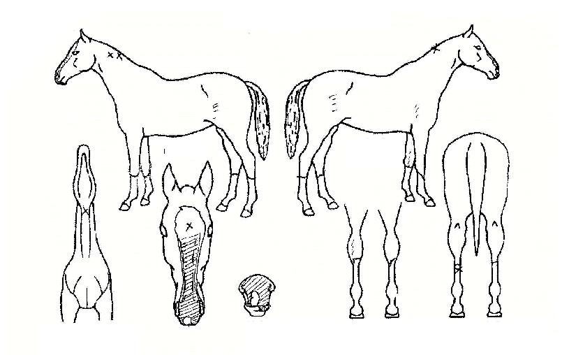 õ³âÀDzÞÀÇ Ãø¸é,¿ì¸é,µÞ¸é,µÎ»ó,´Ù¸®ÀÇ Æ¯Â¡µµÇØ