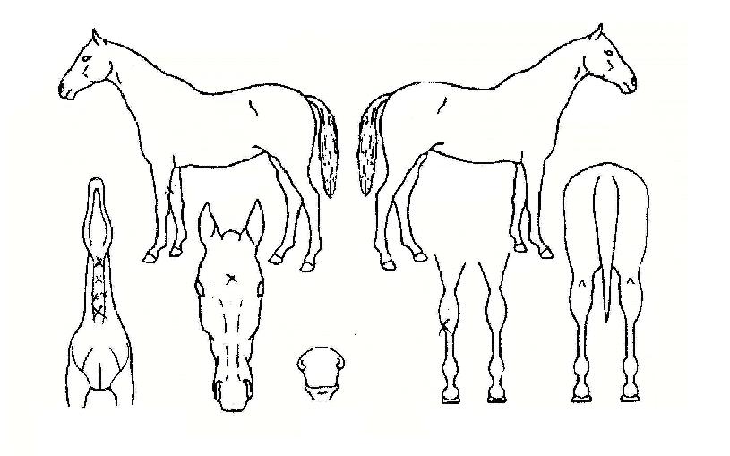 ±Âº£½ºÆ®ÀÚ¸¶ÀÇ Ãø¸é,¿ì¸é,µÞ¸é,µÎ»ó,´Ù¸®ÀÇ Æ¯Â¡µµÇØ