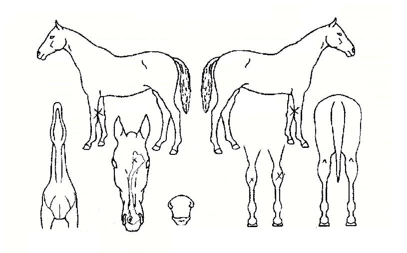 ������ ����,���,�޸�,�λ�,�ٸ��� Ư¡����