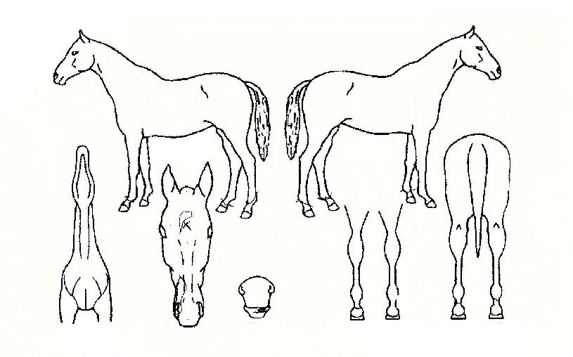 ��ȣ�� ����,���,�޸�,�λ�,�ٸ��� Ư¡����