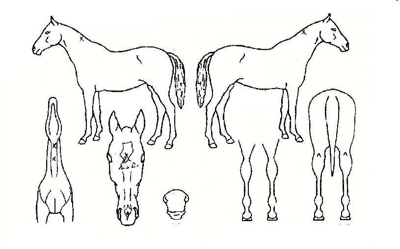 ´ÙÀ̳ª¹ÍÀÇ Ãø¸é,¿ì¸é,µÞ¸é,µÎ»ó,´Ù¸®ÀÇ Æ¯Â¡µµÇØ