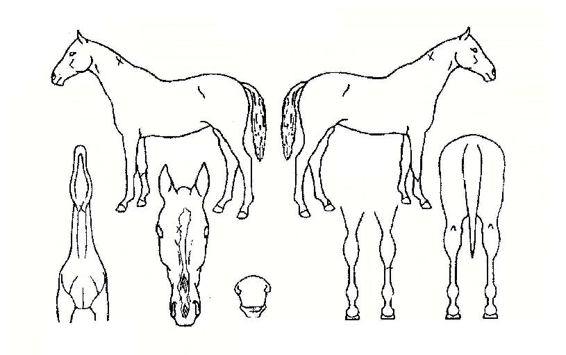 ��������� ����,���,�޸�,�λ�,�ٸ��� Ư¡����