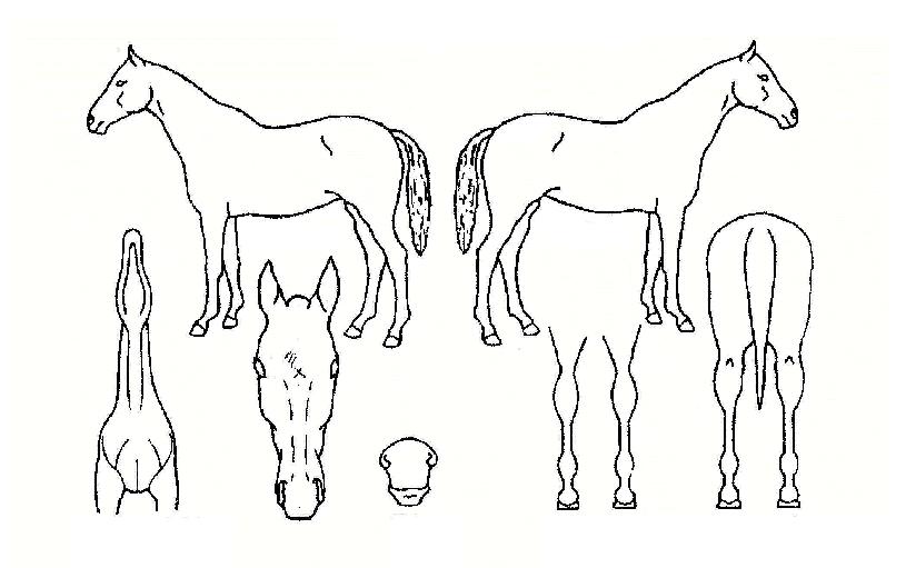 �Ŀ������� ����,���,�޸�,�λ�,�ٸ��� Ư¡����