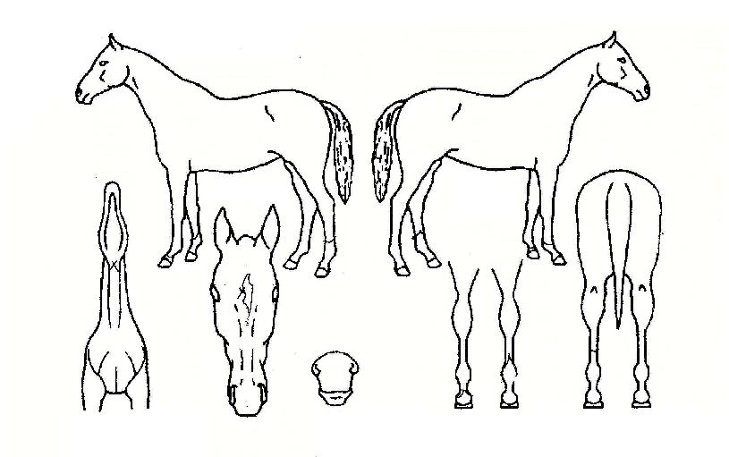 ÀÚÁ¤ÇâÀÇ Ãø¸é,¿ì¸é,µÞ¸é,µÎ»ó,´Ù¸®ÀÇ Æ¯Â¡µµÇØ