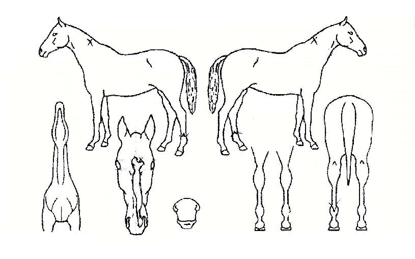 ·°½º¾Ë¹ÙÀÇ Ãø¸é,¿ì¸é,µÞ¸é,µÎ»ó,´Ù¸®ÀÇ Æ¯Â¡µµÇØ