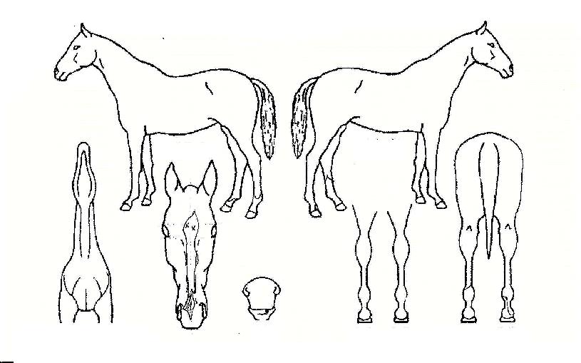 ÆÛÆåÆ®½ÅÈÀÇ Ãø¸é,¿ì¸é,µÞ¸é,µÎ»ó,´Ù¸®ÀÇ Æ¯Â¡µµÇØ