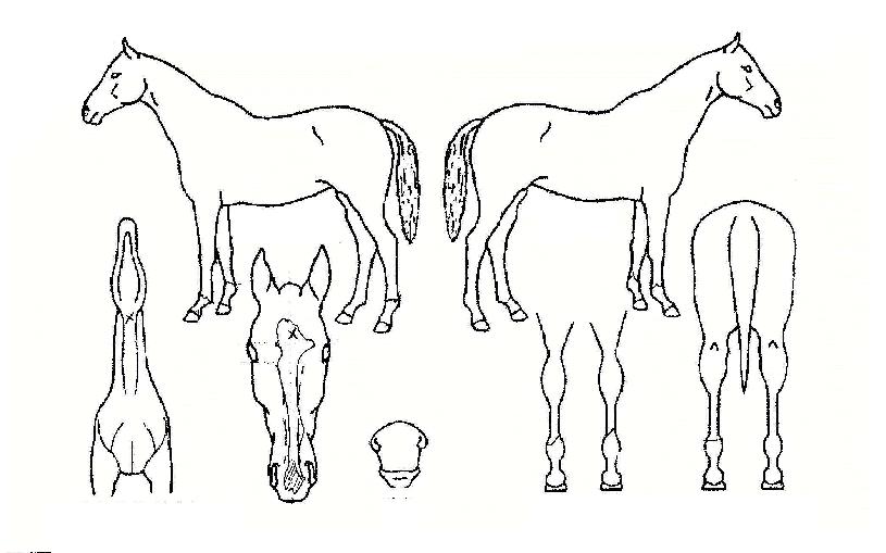 ÅéèÇǾðÀÇ Ãø¸é,¿ì¸é,µÞ¸é,µÎ»ó,´Ù¸®ÀÇ Æ¯Â¡µµÇØ