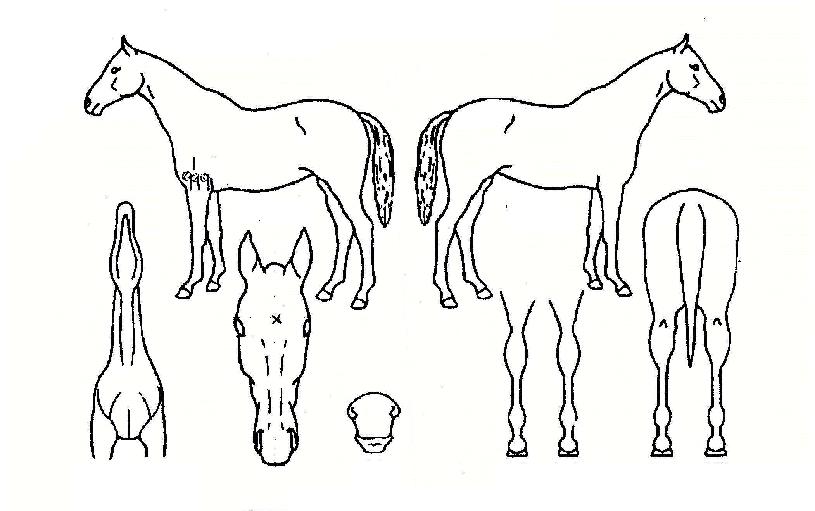 ¼¾ÅÍÆ÷ÀÎÆ®ÀÇ Ãø¸é,¿ì¸é,µÞ¸é,µÎ»ó,´Ù¸®ÀÇ Æ¯Â¡µµÇØ