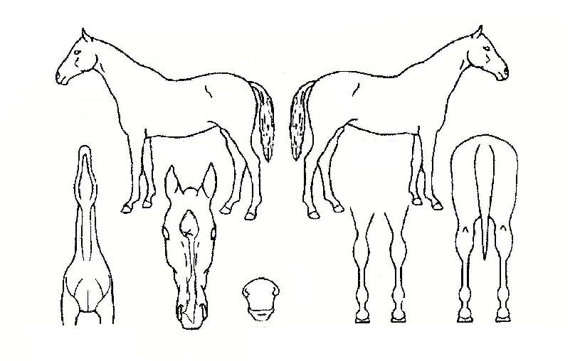 ±×·£¸¶Çï·»ÀÚ¸¶ÀÇ Ãø¸é,¿ì¸é,µÞ¸é,µÎ»ó,´Ù¸®ÀÇ Æ¯Â¡µµÇØ