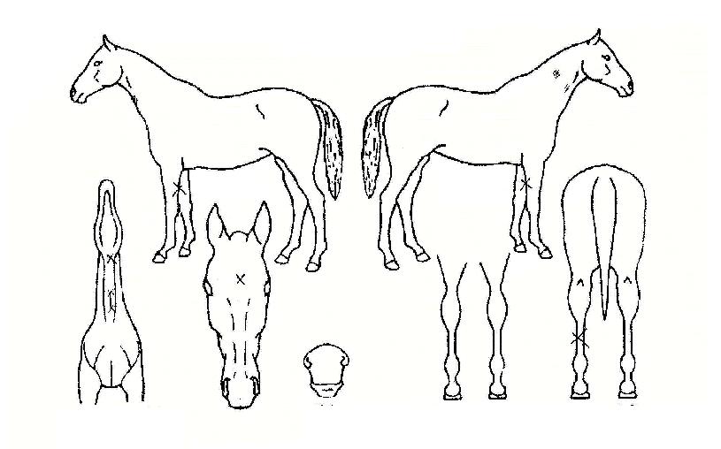 �����ǳ�� ����,���,�޸�,�λ�,�ٸ��� Ư¡����