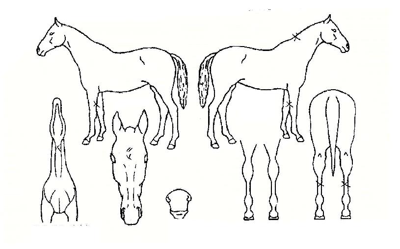 �����η��� ����,���,�޸�,�λ�,�ٸ��� Ư¡����