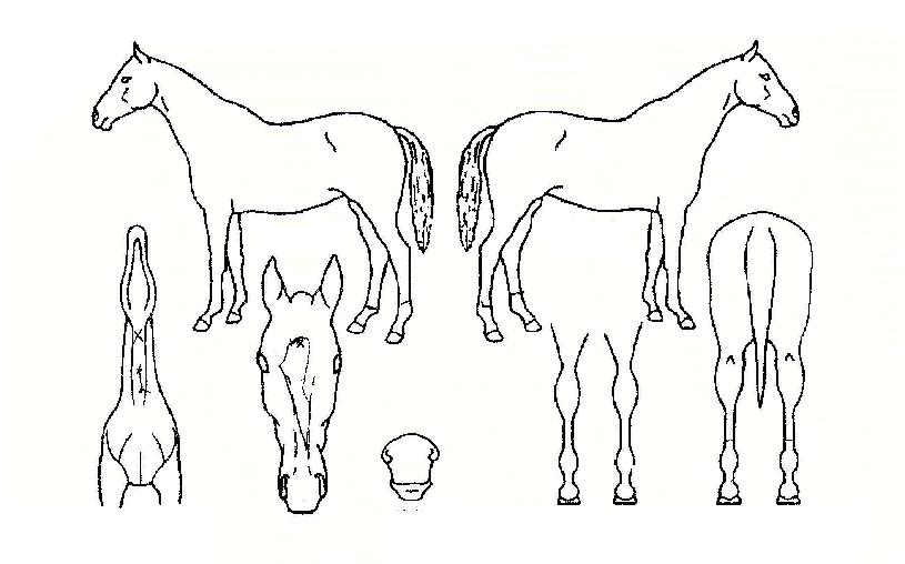 º»¸®¹ÙÀ̹úÀÇ Ãø¸é,¿ì¸é,µÞ¸é,µÎ»ó,´Ù¸®ÀÇ Æ¯Â¡µµÇØ