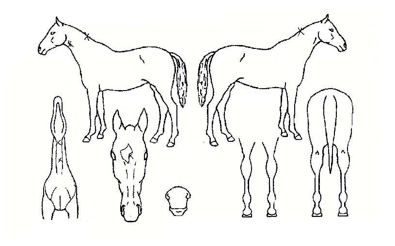 µ¿·®ÁöÀçÀÇ Ãø¸é,¿ì¸é,µÞ¸é,µÎ»ó,´Ù¸®ÀÇ Æ¯Â¡µµÇØ