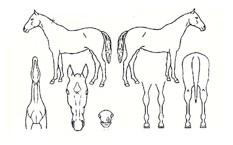 ����Ƽ���� ����,���,�޸�,�λ�,�ٸ��� Ư¡����