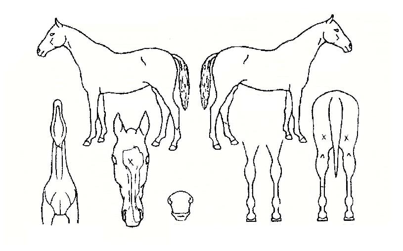 �Ƹ����� ����,���,�޸�,�λ�,�ٸ��� Ư¡����