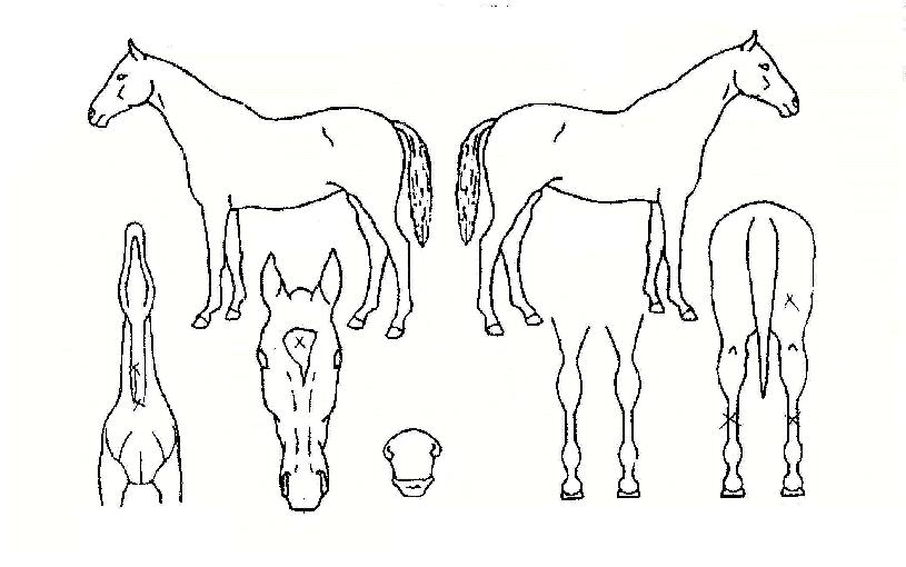 ºò·¹ÀüµåÀÇ Ãø¸é,¿ì¸é,µÞ¸é,µÎ»ó,´Ù¸®ÀÇ Æ¯Â¡µµÇØ