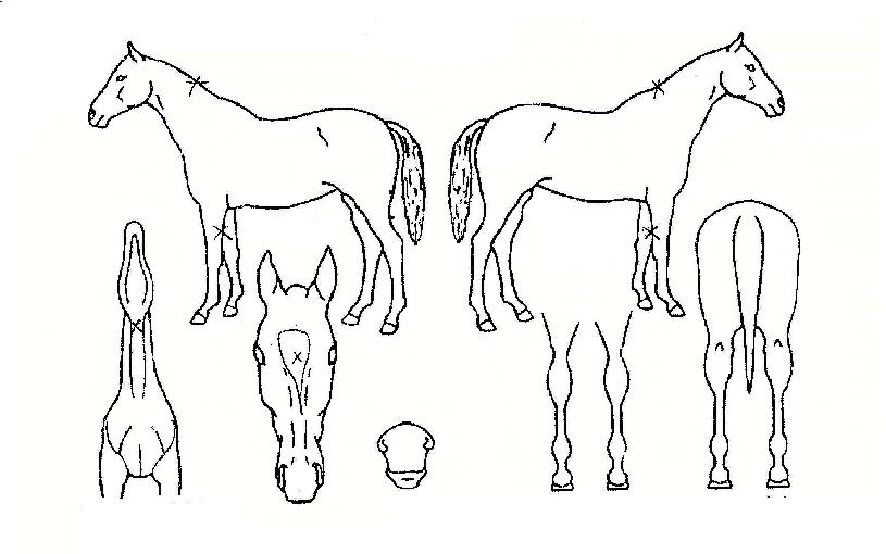 �������ڸ��� ����,���,�޸�,�λ�,�ٸ��� Ư¡����