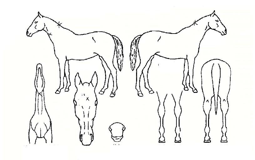 ¿À¹öÅ×ÀÌÅ©ÀÇ Ãø¸é,¿ì¸é,µÞ¸é,µÎ»ó,´Ù¸®ÀÇ Æ¯Â¡µµÇØ