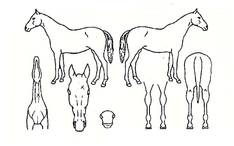 ���������� ����,���,�޸�,�λ�,�ٸ��� Ư¡����