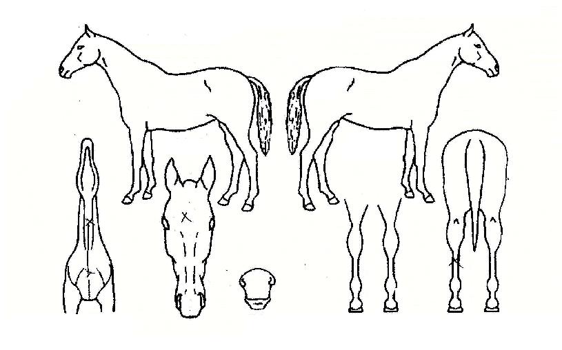 ���������� ����,���,�޸�,�λ�,�ٸ��� Ư¡����