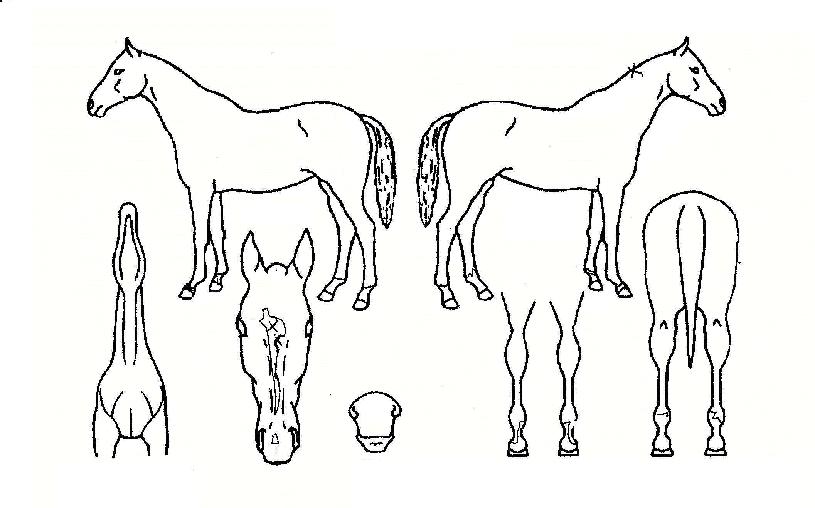 ��������Ƽ�� ����,���,�޸�,�λ�,�ٸ��� Ư¡����