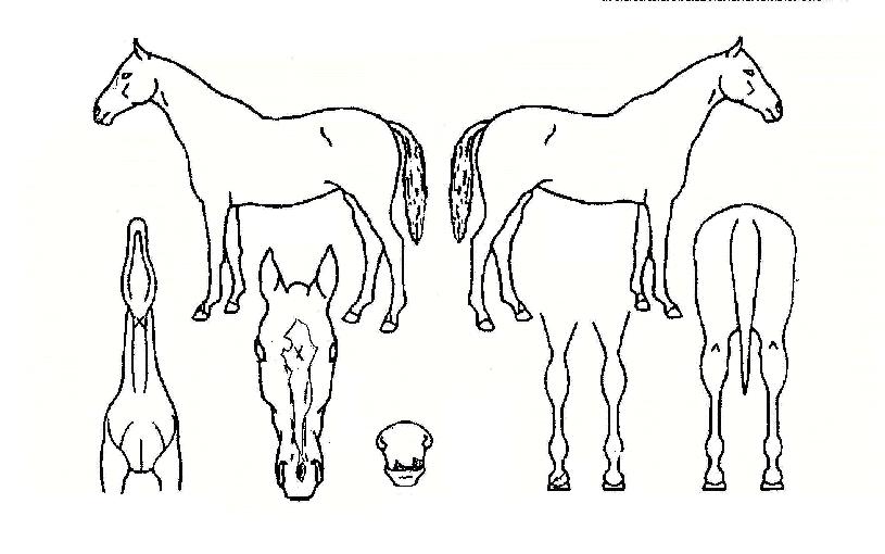 �����Ʈ�� ����,���,�޸�,�λ�,�ٸ��� Ư¡����