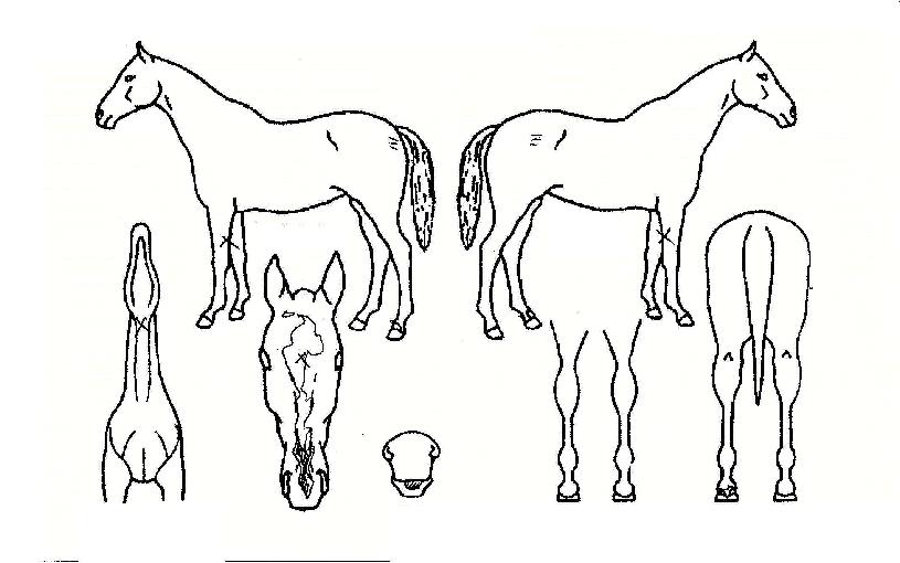 �������� ����,���,�޸�,�λ�,�ٸ��� Ư¡����