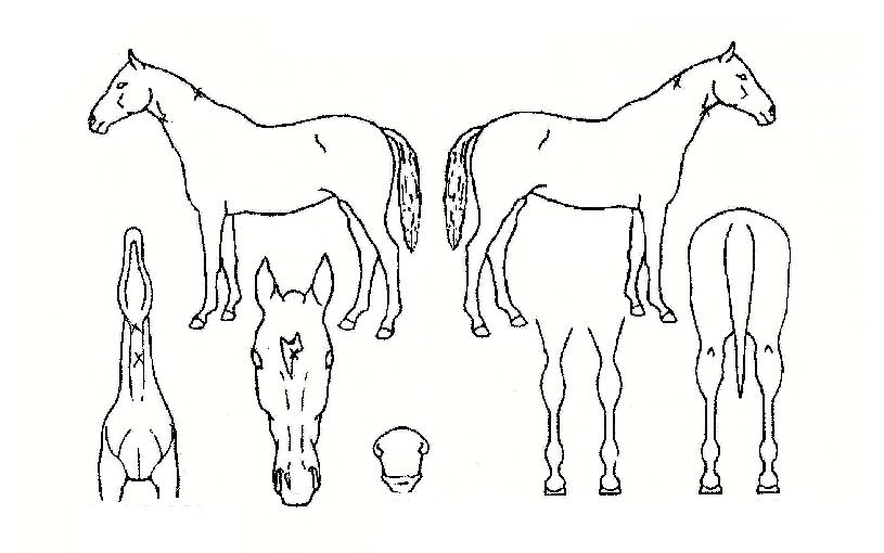 ´õºñÄ¡ÀÇ Ãø¸é,¿ì¸é,µÞ¸é,µÎ»ó,´Ù¸®ÀÇ Æ¯Â¡µµÇØ