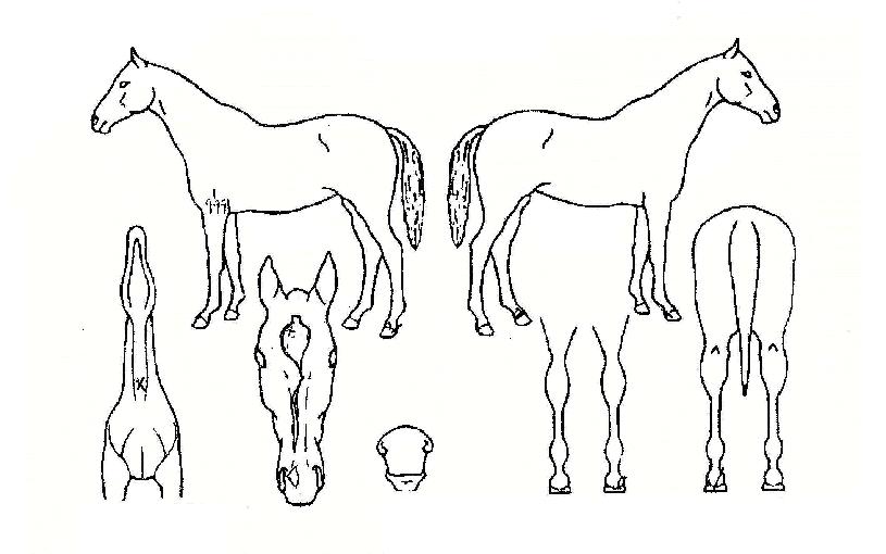 ����ڻ��� ����,���,�޸�,�λ�,�ٸ��� Ư¡����