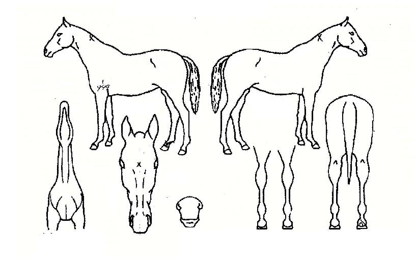 À§³ÊÇÁ¸°½ºÀÇ Ãø¸é,¿ì¸é,µÞ¸é,µÎ»ó,´Ù¸®ÀÇ Æ¯Â¡µµÇØ