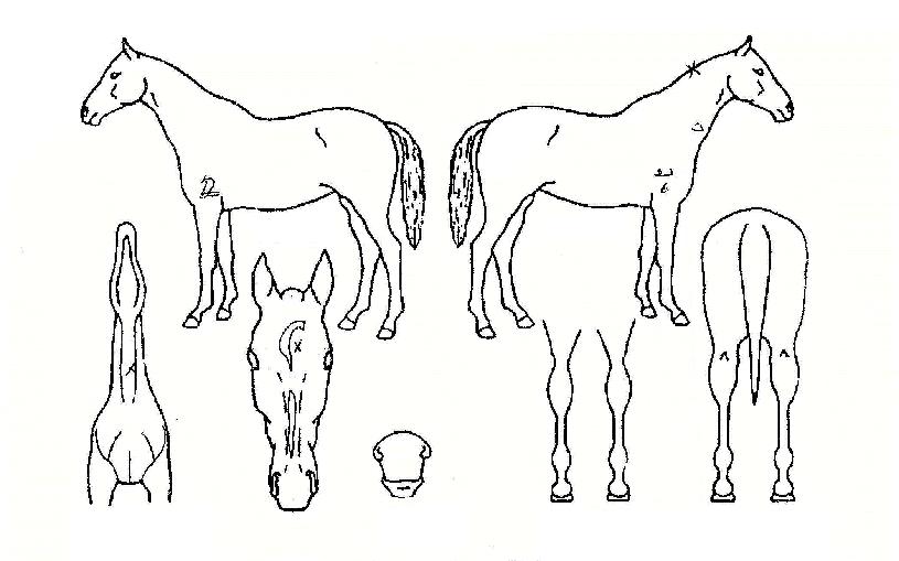 �и��׸���ţ�ڸ��� ����,���,�޸�,�λ�,�ٸ��� Ư¡����