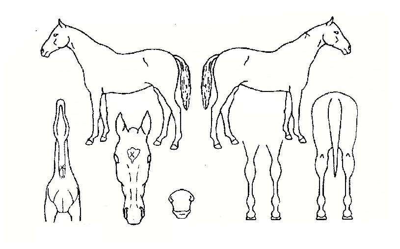 ²Þ±×¸°ÀÇ Ãø¸é,¿ì¸é,µÞ¸é,µÎ»ó,´Ù¸®ÀÇ Æ¯Â¡µµÇØ