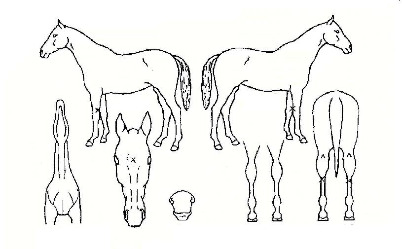 Á¤»ó¼º°øÀÇ Ãø¸é,¿ì¸é,µÞ¸é,µÎ»ó,´Ù¸®ÀÇ Æ¯Â¡µµÇØ