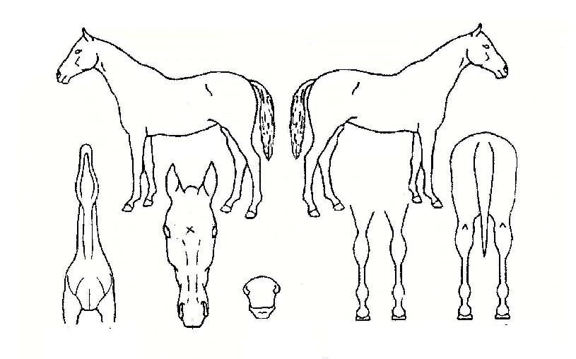 Èñ¸Áº°ÀÇ Ãø¸é,¿ì¸é,µÞ¸é,µÎ»ó,´Ù¸®ÀÇ Æ¯Â¡µµÇØ