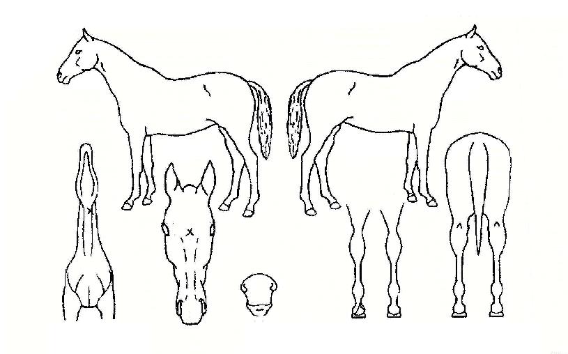 Á©·Î³ªÀÇ Ãø¸é,¿ì¸é,µÞ¸é,µÎ»ó,´Ù¸®ÀÇ Æ¯Â¡µµÇØ